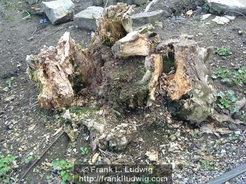 Broken Tree